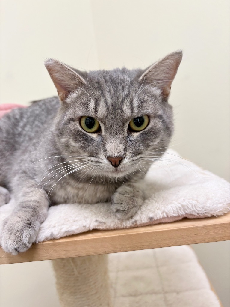 Clayton, an adoptable Domestic Short Hair in Las Vegas, NV, 89130 | Photo Image 1