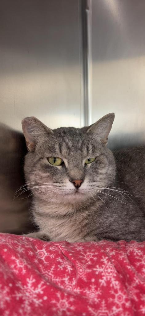 Clayton, an adoptable Domestic Short Hair in Las Vegas, NV, 89130 | Photo Image 2