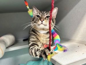What my friends at ACC say about me I am looking for a home with a patient person I will