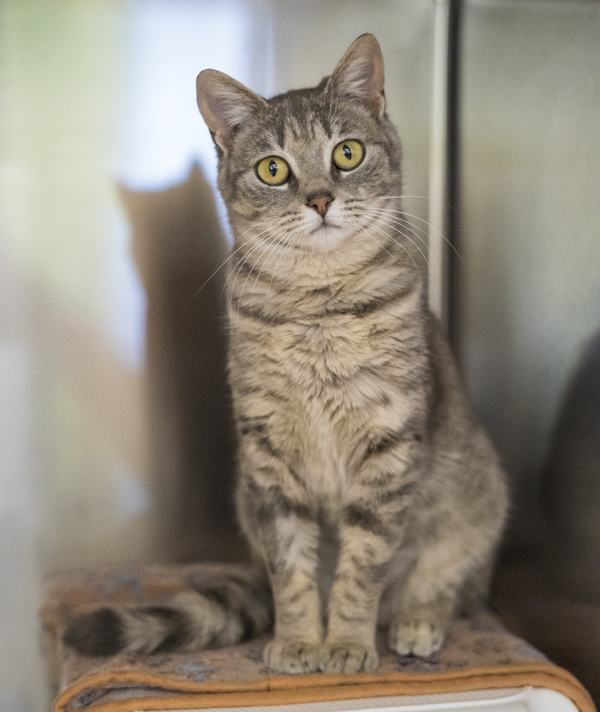 Beauty, an adoptable Domestic Short Hair in Kennewick, WA, 99336 | Photo Image 1