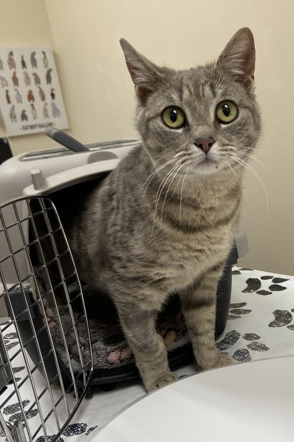 Beauty, an adoptable Domestic Short Hair in Kennewick, WA, 99336 | Photo Image 2
