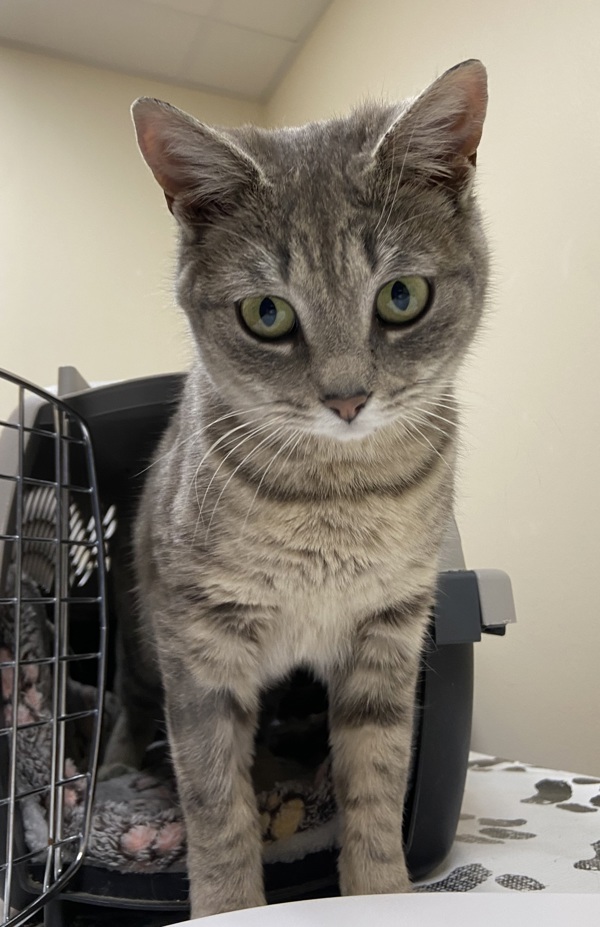 Beauty, an adoptable Domestic Short Hair in Kennewick, WA, 99336 | Photo Image 3