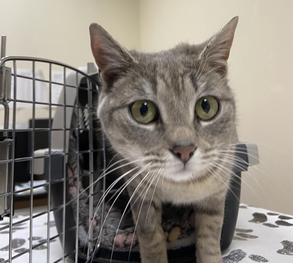 Beauty, an adoptable Domestic Short Hair in Kennewick, WA, 99336 | Photo Image 4