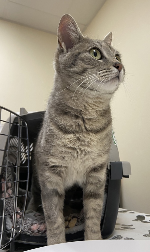 Beauty, an adoptable Domestic Short Hair in Kennewick, WA, 99336 | Photo Image 5