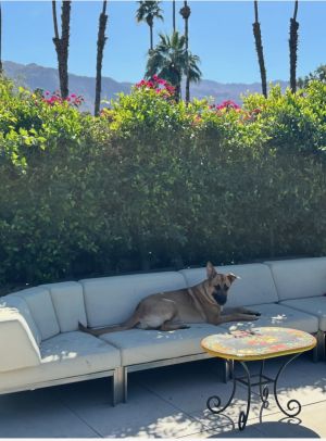 Dinah, Adult Female German Shepherd Dog