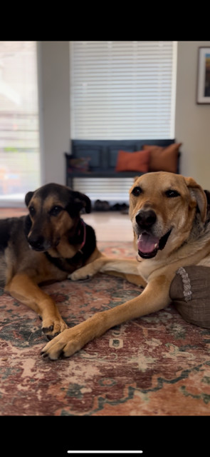 Bonnie and Stella- BONDED