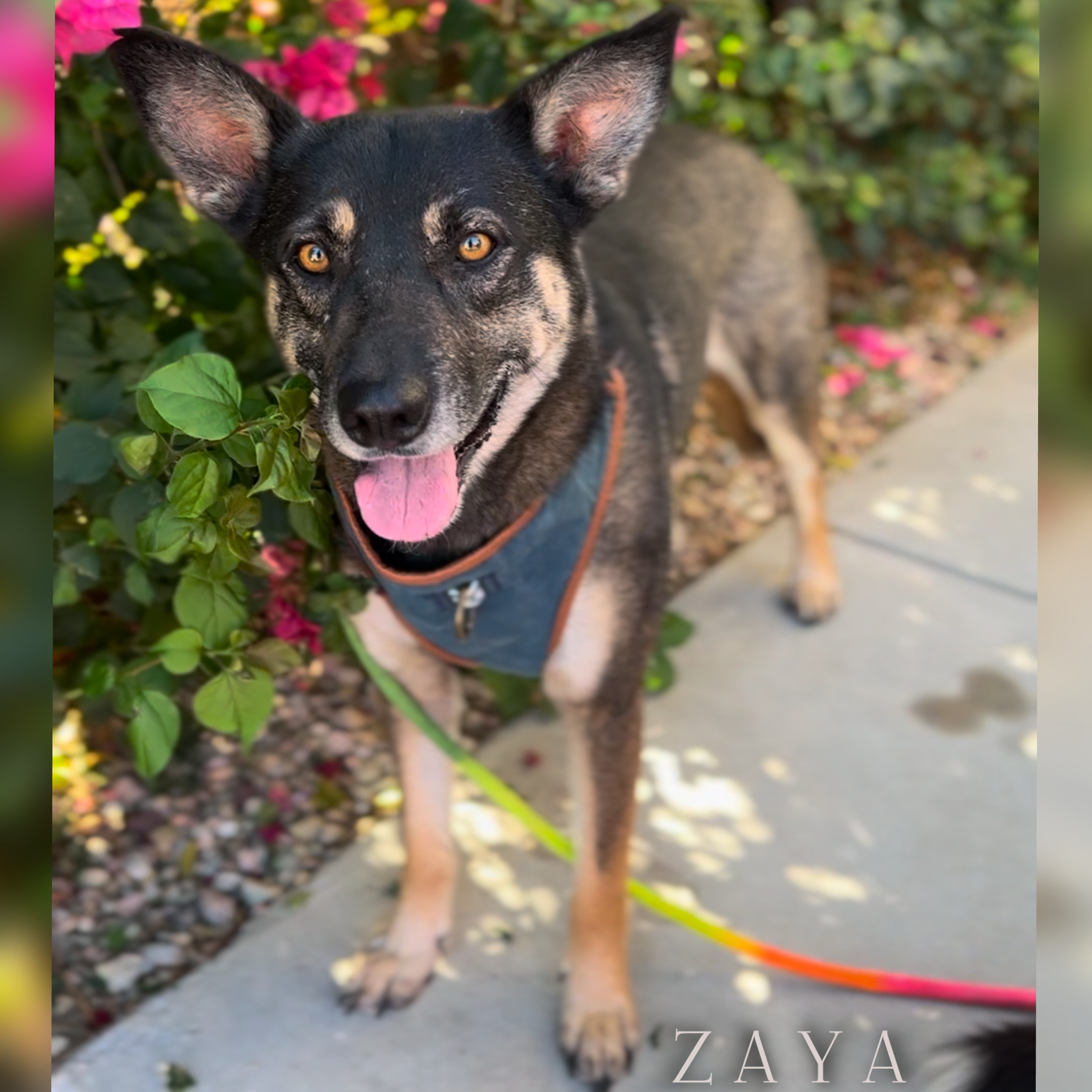 Groot and Zaya- BONDED