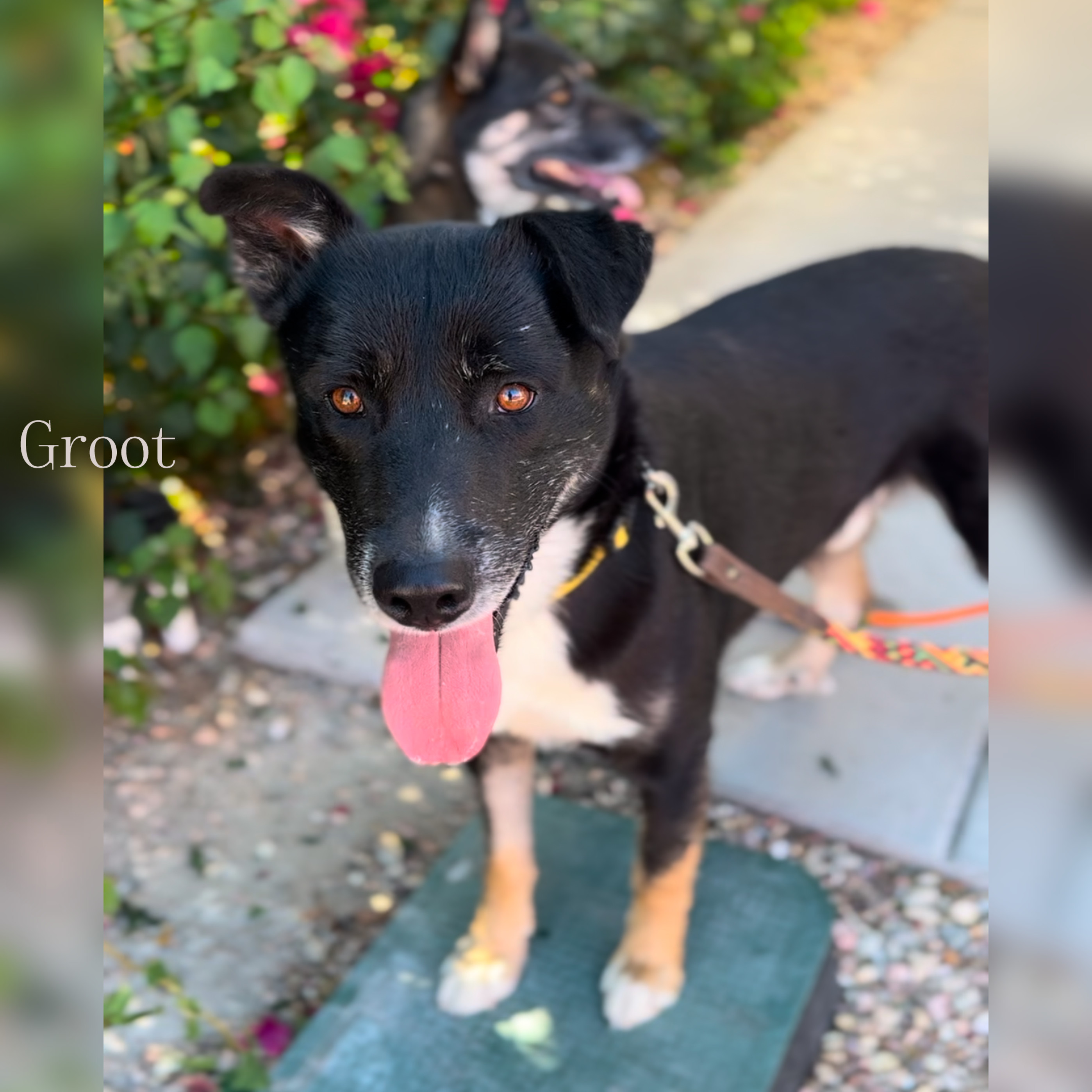 Groot and Zaya- BONDED