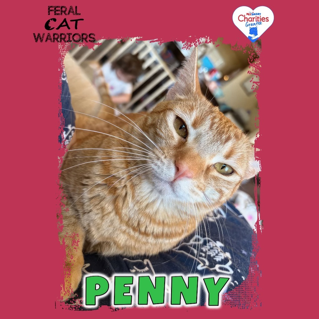 Penny, an adoptable Domestic Short Hair in Kingman, AZ, 86401 | Photo Image 1