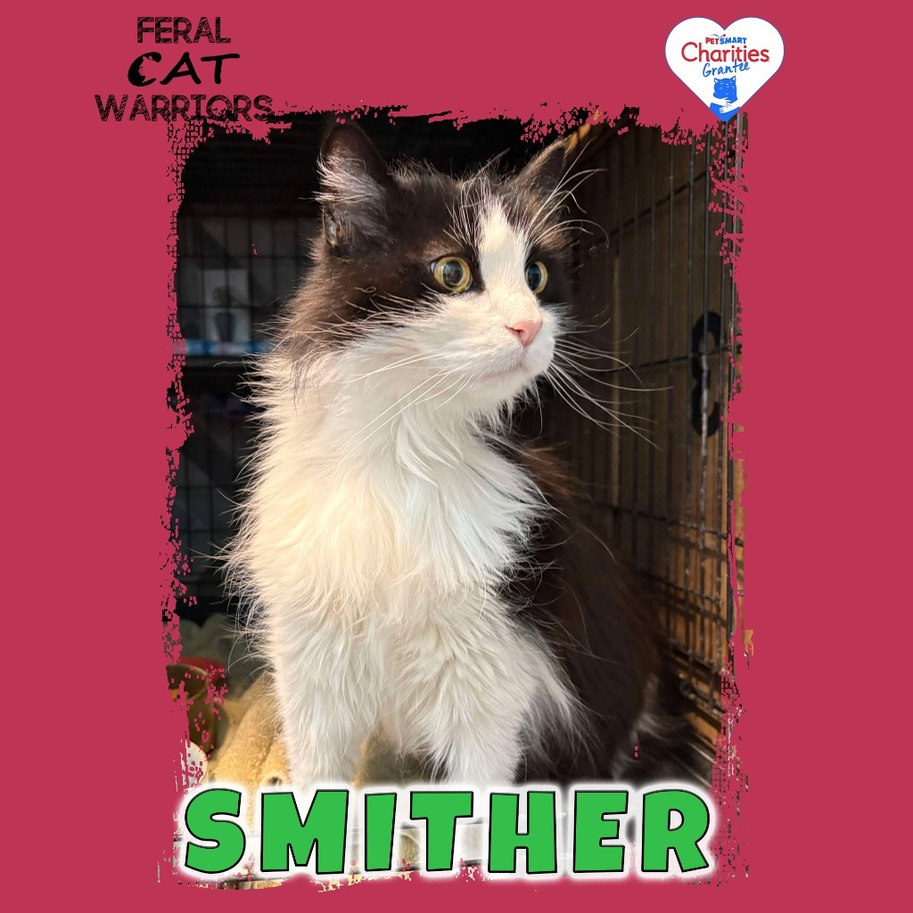 Smither, an adoptable Domestic Long Hair in Kingman, AZ, 86401 | Photo Image 1