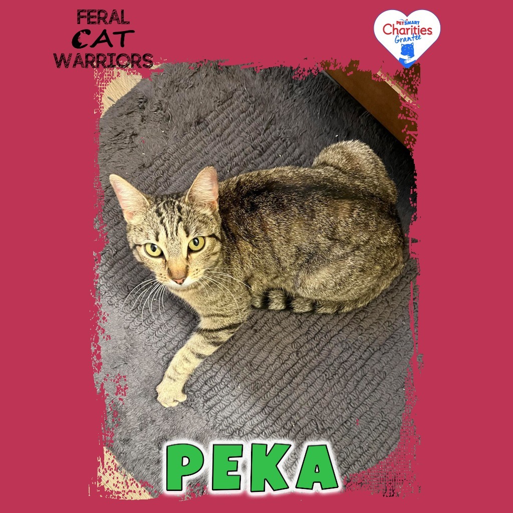 Peka, an adoptable Domestic Short Hair in Kingman, AZ, 86401 | Photo Image 1