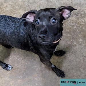 Scuttle, Young Male Chihuahua
