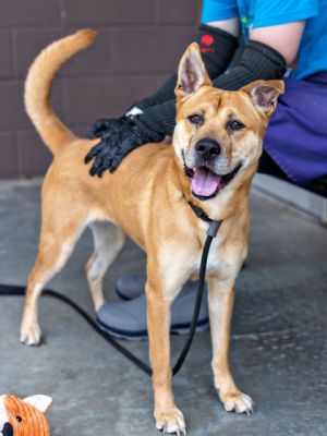 Aspyn delights with her beautiful smile and pretty golden coloring Shes 5 years old and nicely siz