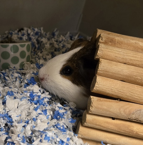 Lars
