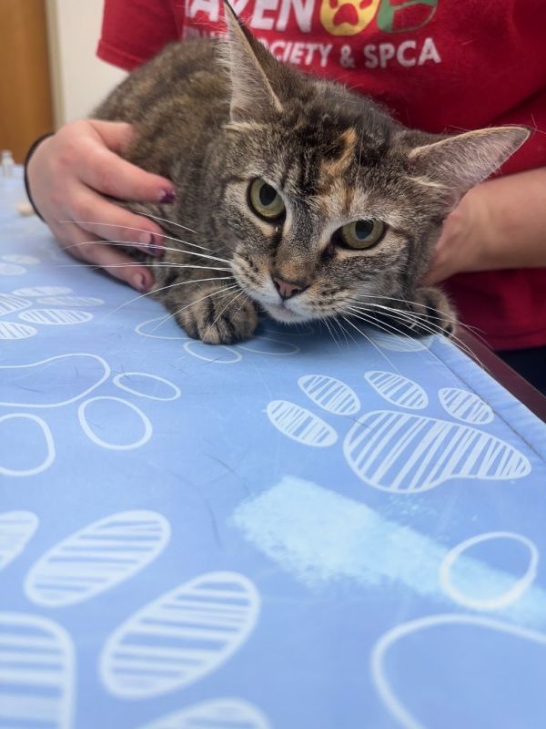 Silly Goose thumbnail 2