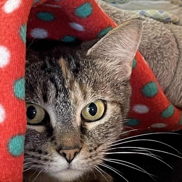 Silly Goose thumbnail 3