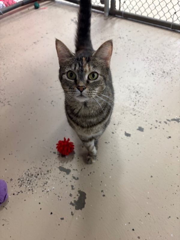 Silly Goose thumbnail 5