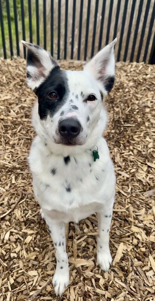 Oreo