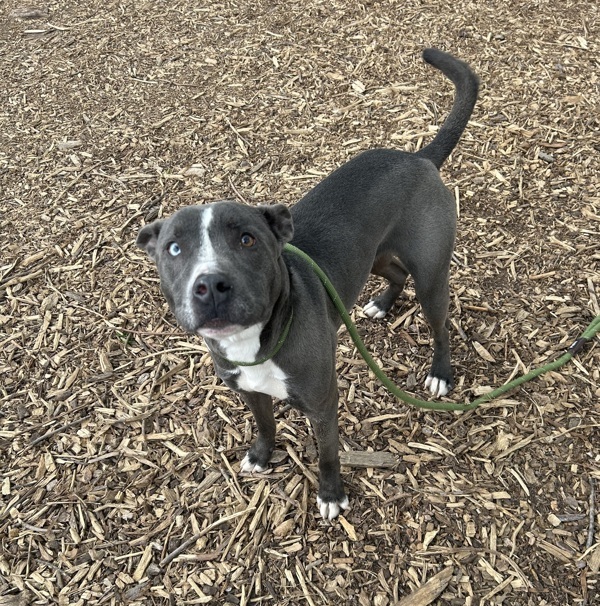 Apollo