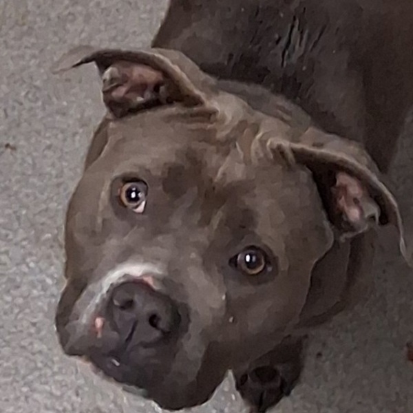 Gemma