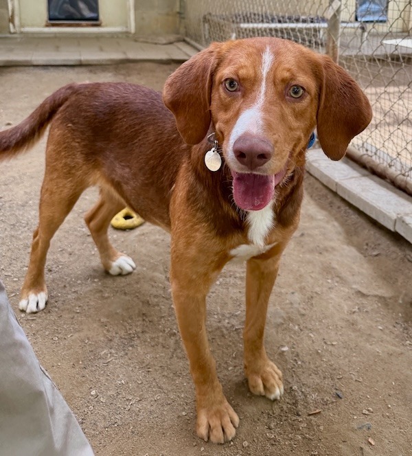Boots, an adoptable Beagle, Setter in Hampton, VA, 23666 | Photo Image 1