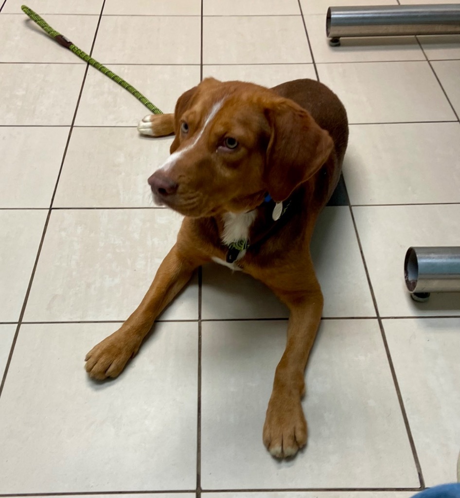 Boots, an adoptable Beagle, Setter in Hampton, VA, 23666 | Photo Image 2