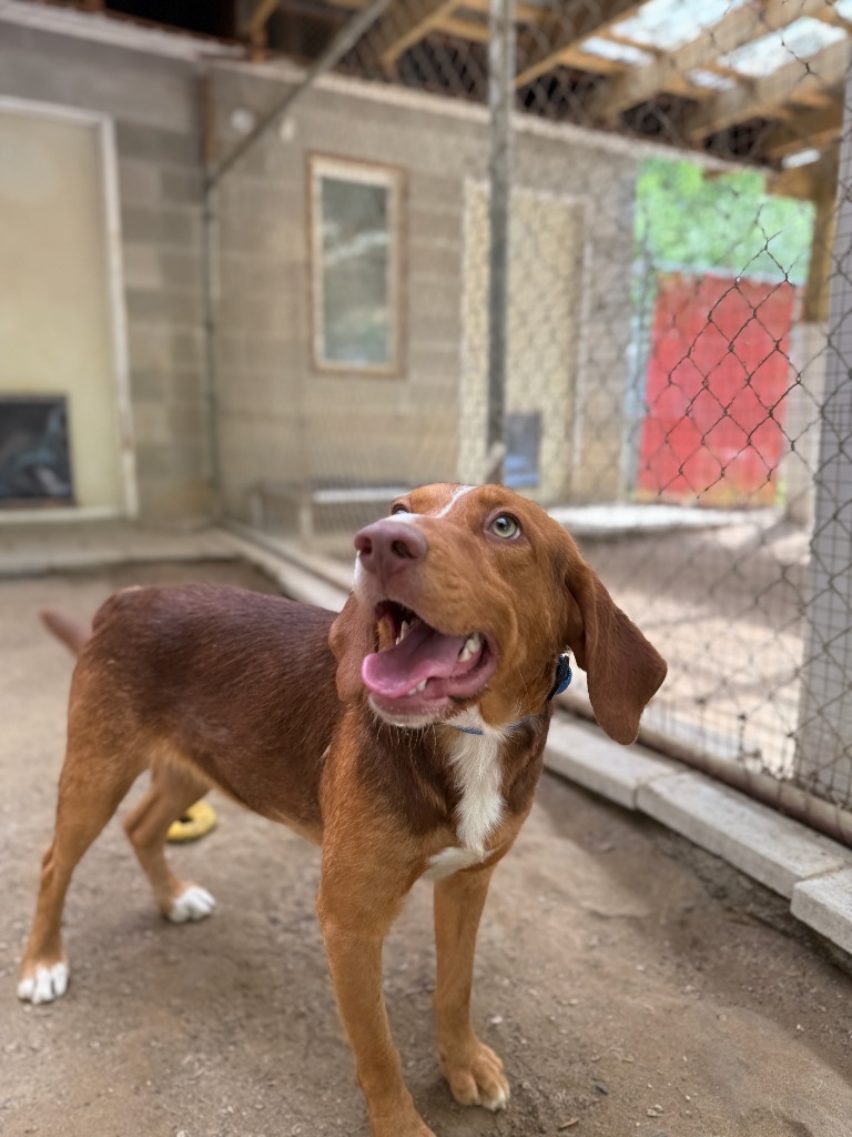 Boots, an adoptable Beagle, Setter in Hampton, VA, 23666 | Photo Image 3