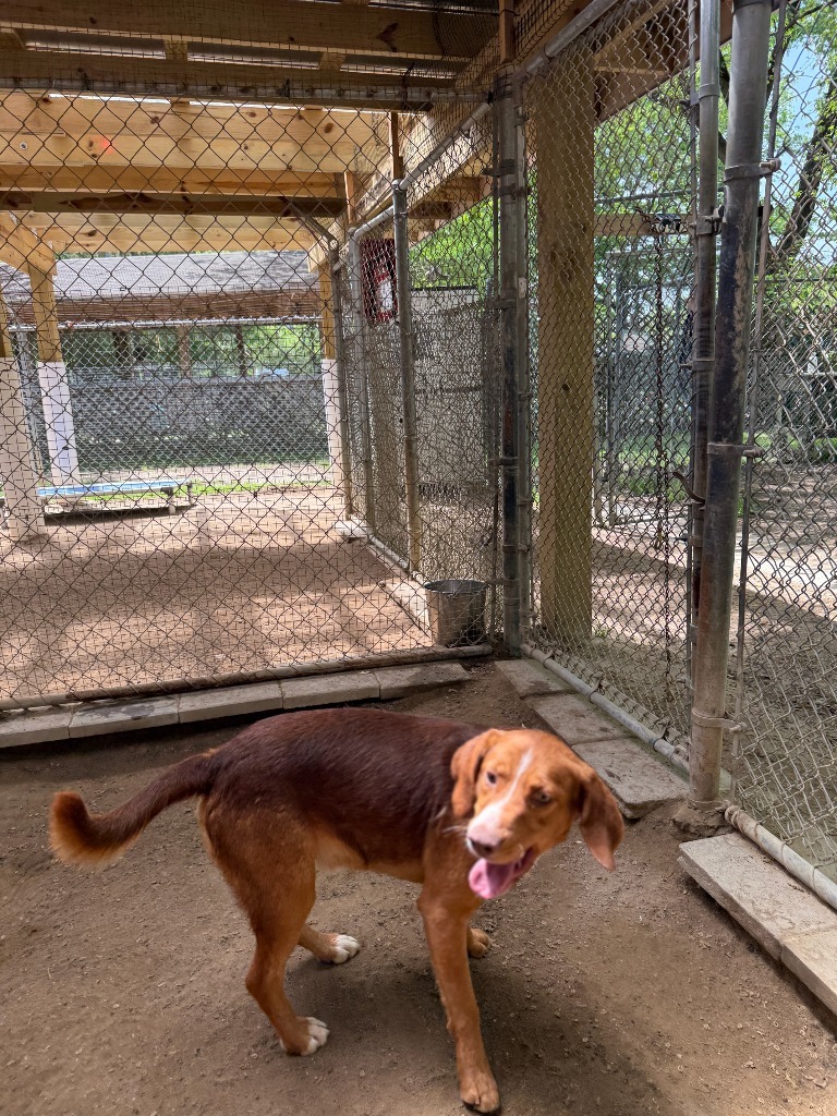 Boots, an adoptable Beagle, Setter in Hampton, VA, 23666 | Photo Image 4