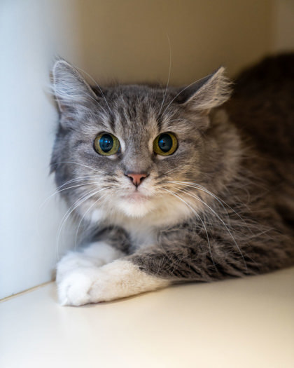 Kittens, an adoptable Domestic Short Hair in Pequot Lakes, MN, 56472 | Photo Image 1