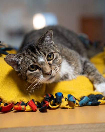 Ness, an adoptable Domestic Short Hair in Pequot Lakes, MN, 56472 | Photo Image 1