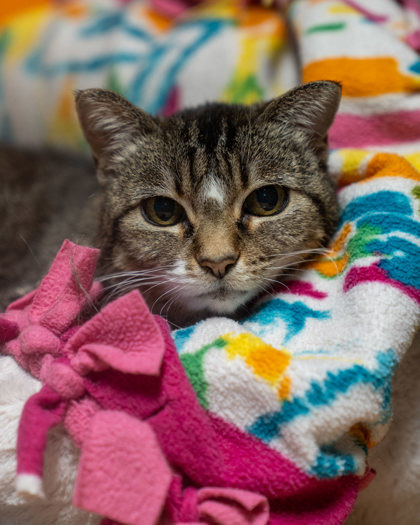 Ness, an adoptable Domestic Short Hair in Pequot Lakes, MN, 56472 | Photo Image 2