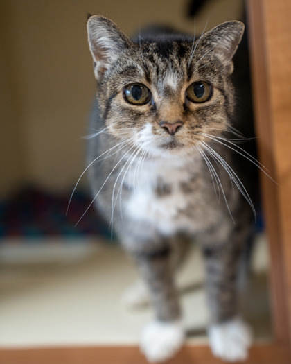 Ness, an adoptable Domestic Short Hair in Pequot Lakes, MN, 56472 | Photo Image 3