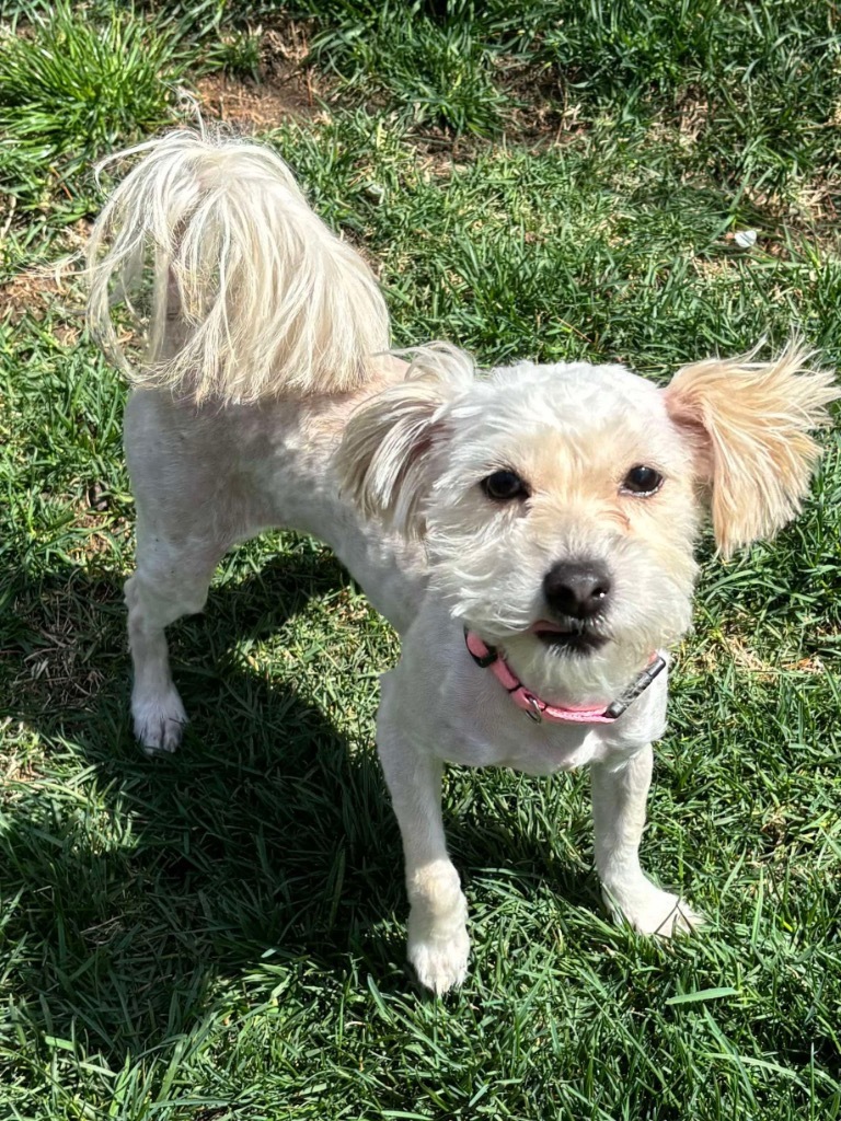 Evie