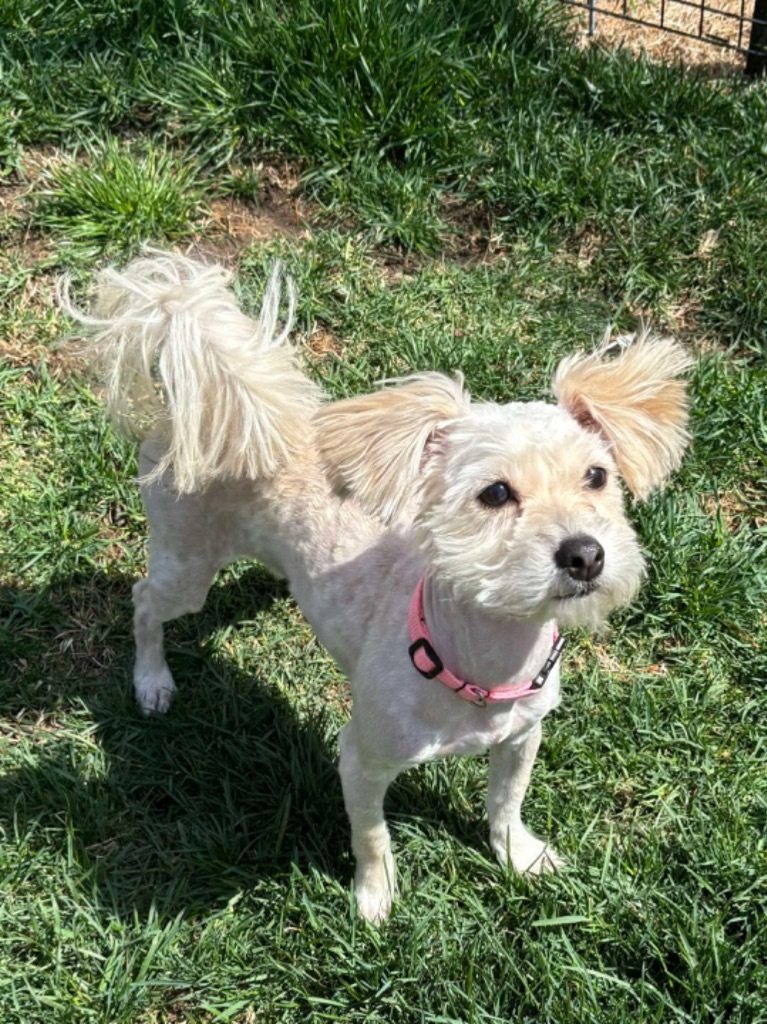 Evie