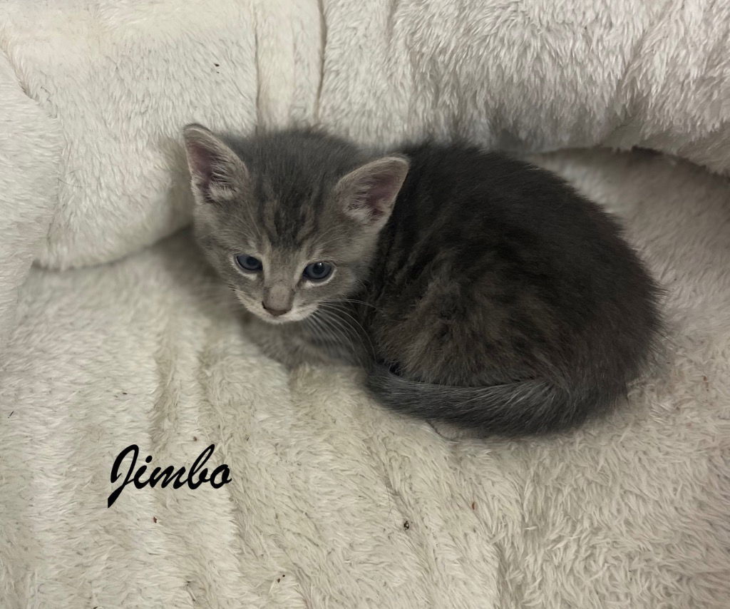 Jimbo