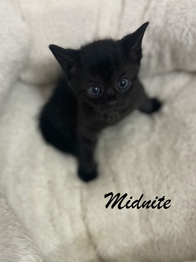 Midnite