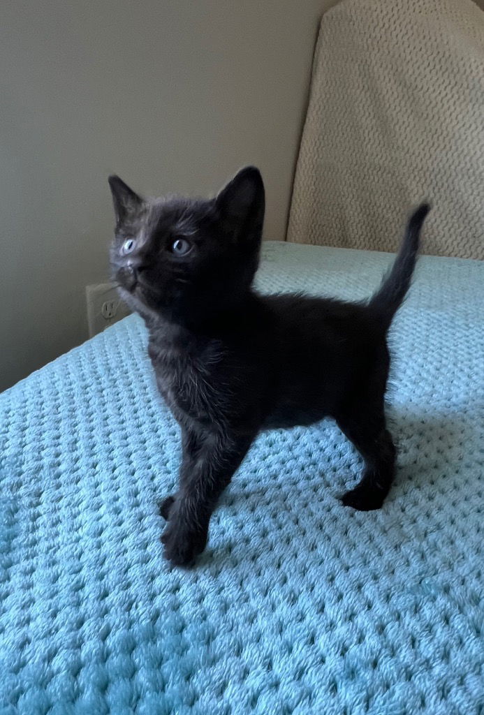 Cinder