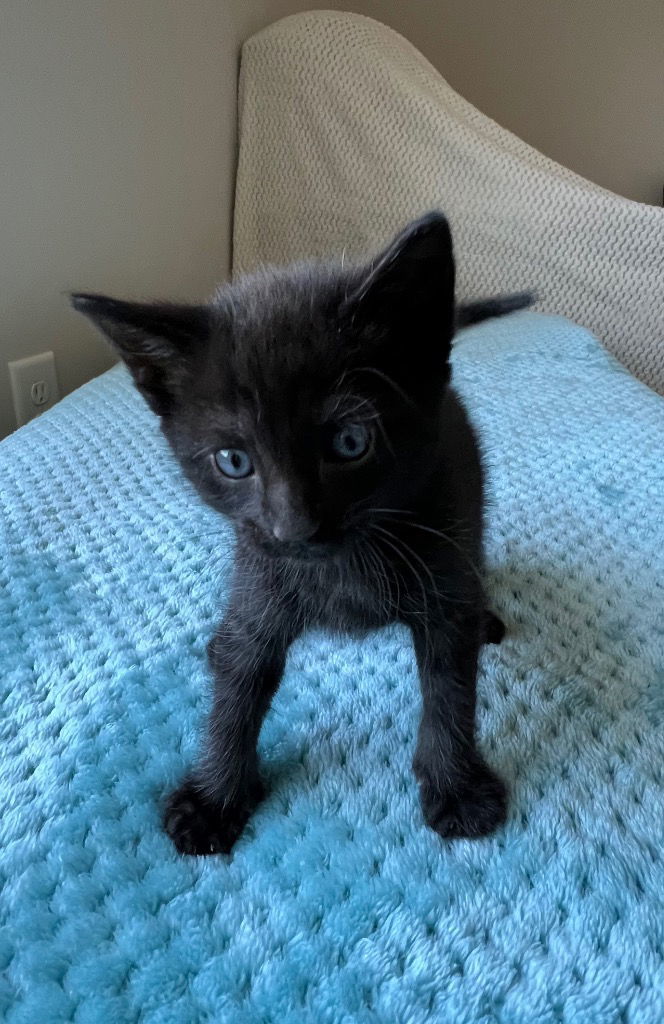 Cinder