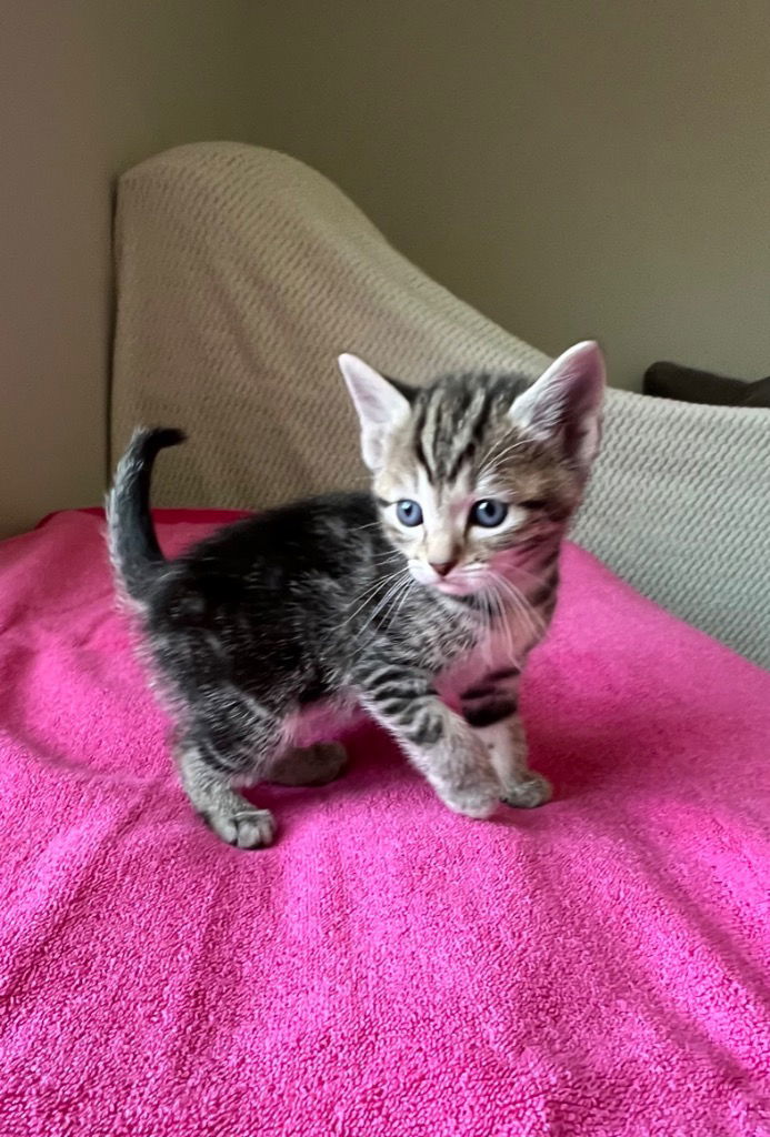 Cora