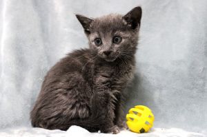 sib Jimbo Lidia Midnite ZorcoraThis adorable litter - Jimbo Lidia Midnite and twins Storm and