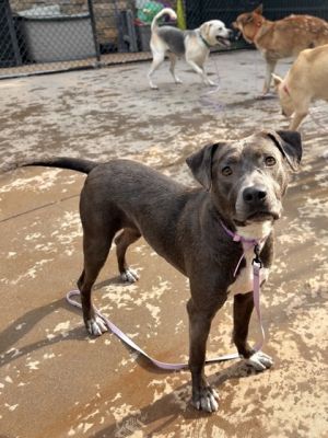 Meet Maria Maria is described as attentive energetic friendly and goofy Maria loves to roll in 