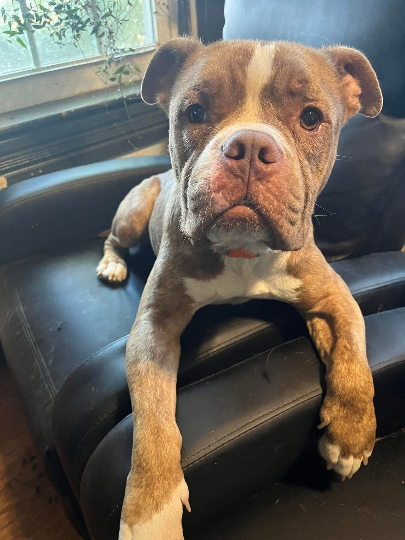 Briggs