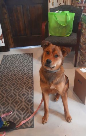 Ford*Prison Program, Young Male German Shepherd Dog
