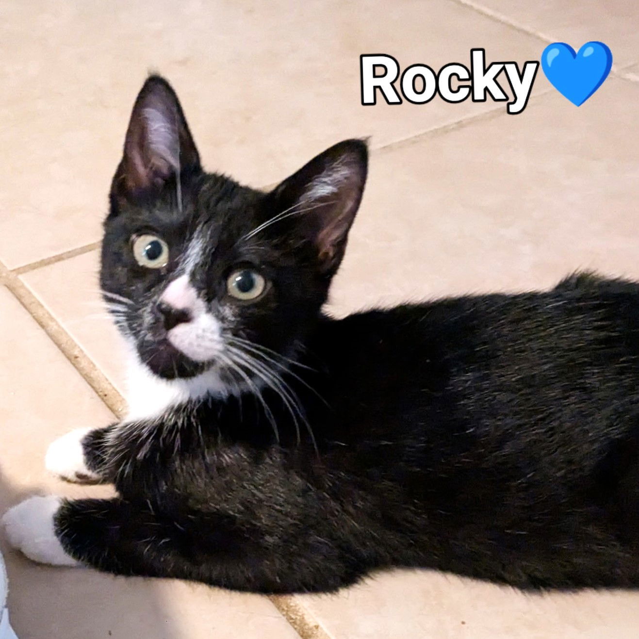 Rocky