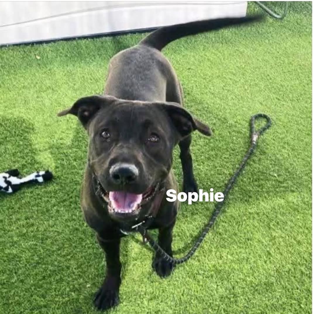 SOPHIE #5
