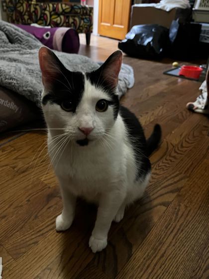 Oreo