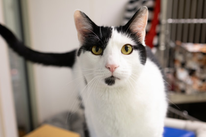 Oreo