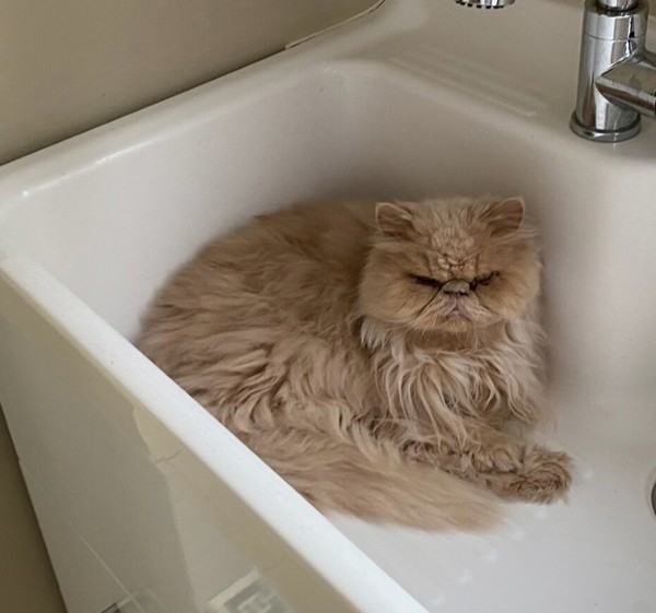 Chipps (50% Off Adoption Fee), an adoptable Persian in Oakville, ON, L6J 7S8 | Photo Image 1