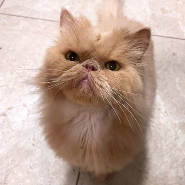 Chipps (50% Off Adoption Fee)