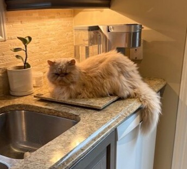 Chipps (50% Off Adoption Fee)